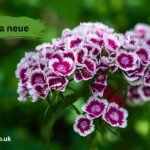 helonia neue